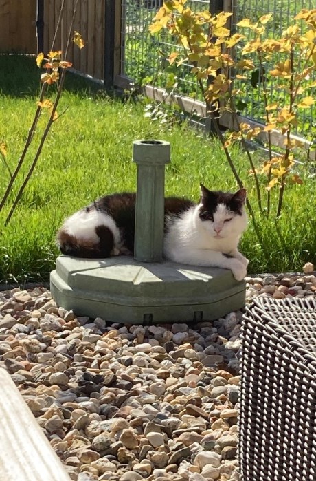 Kat Europese korthaar of huiskat