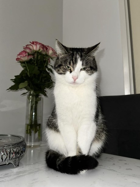 Kat Europese korthaar of huiskat