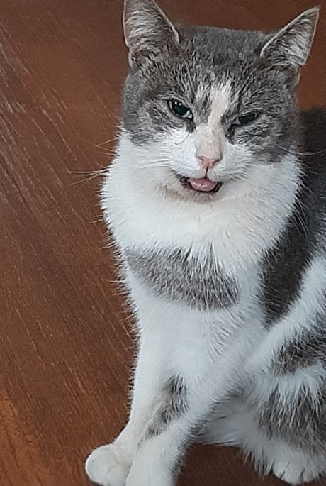 Kat Europese korthaar of huiskat