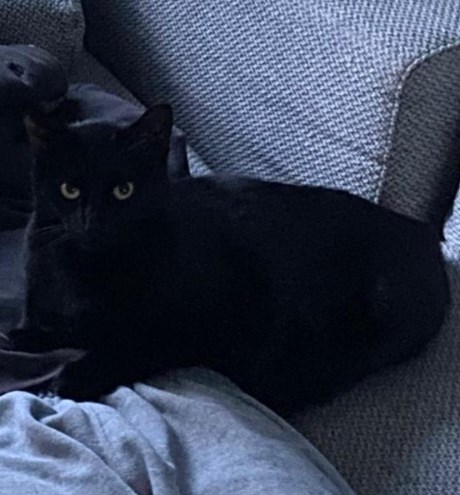 Kat Europese korthaar of huiskat