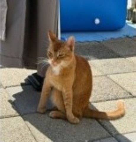 Kat Europese korthaar of huiskat