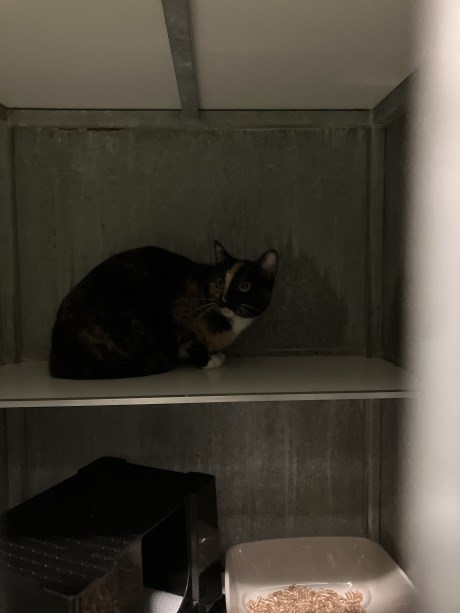 Kat Europese korthaar of huiskat