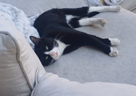 Kat Europese korthaar of huiskat