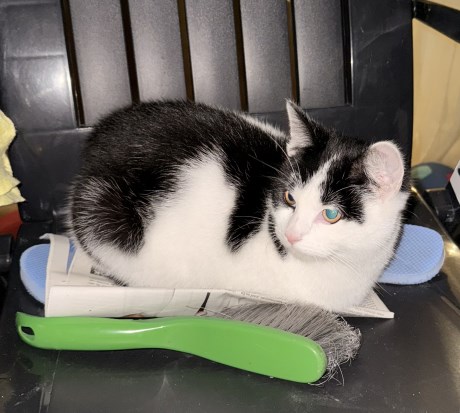 Kat Europese korthaar of huiskat