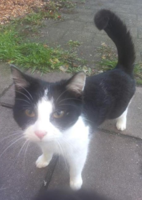 Kat Europese korthaar of huiskat