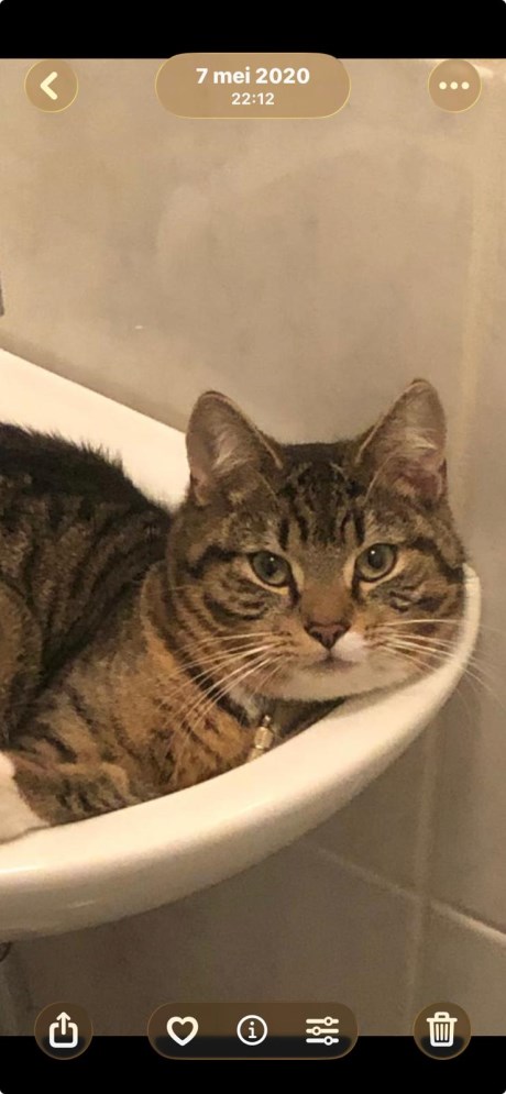 Kat Europese korthaar of huiskat