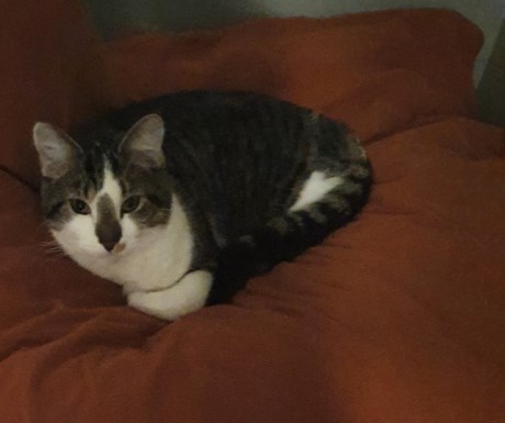 Kat Europese korthaar of huiskat