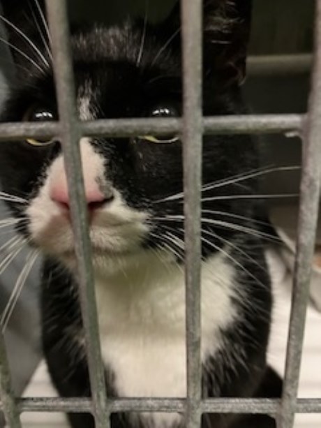 Kat Europese korthaar of huiskat