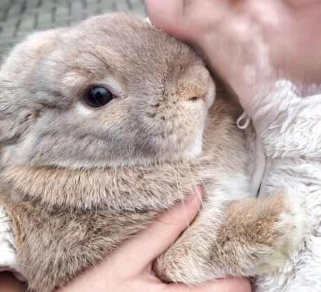 Knaagdier / Haasachtige Konijn