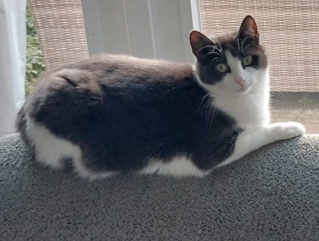 Kat Europese korthaar of huiskat