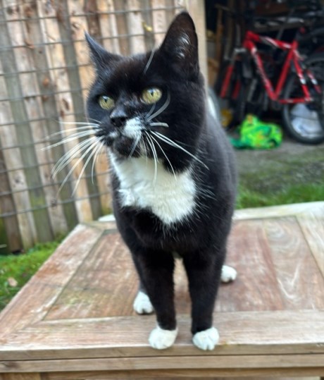 Kat Europese korthaar of huiskat