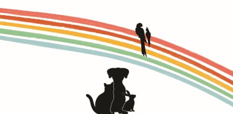 Kat Europese korthaar of huiskat