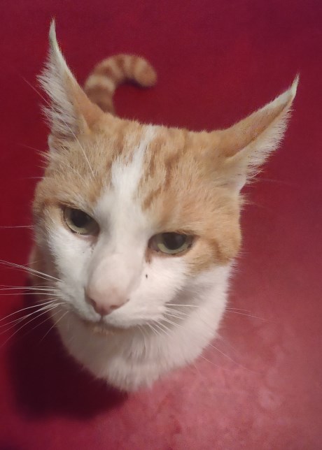 Kat Europese korthaar of huiskat