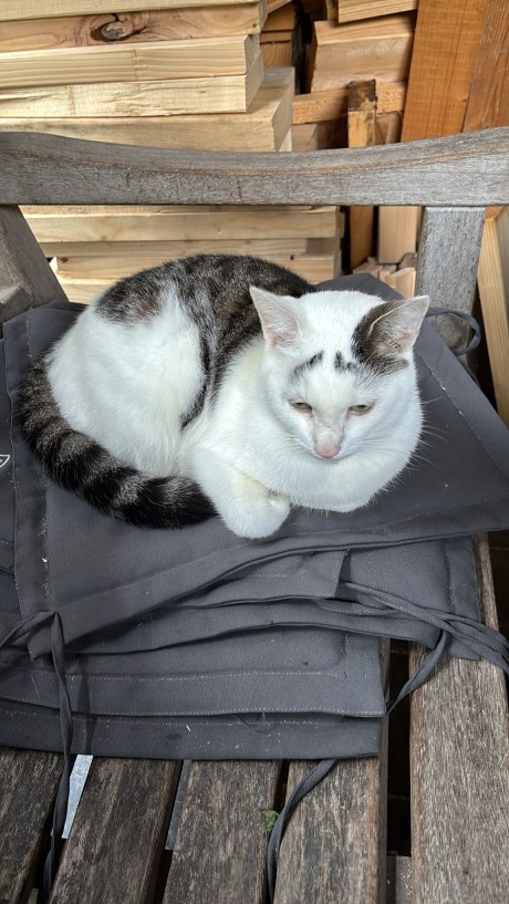 Kat Europese korthaar of huiskat