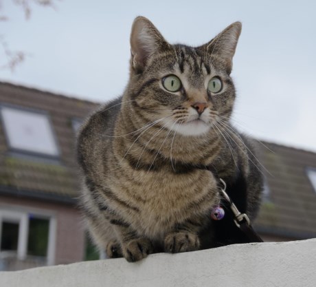 Kat Europese korthaar of huiskat