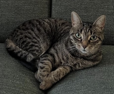 Kat Europese korthaar of huiskat