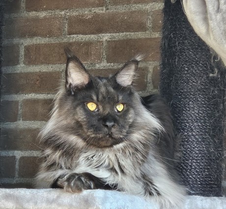 Kat Maine Coon