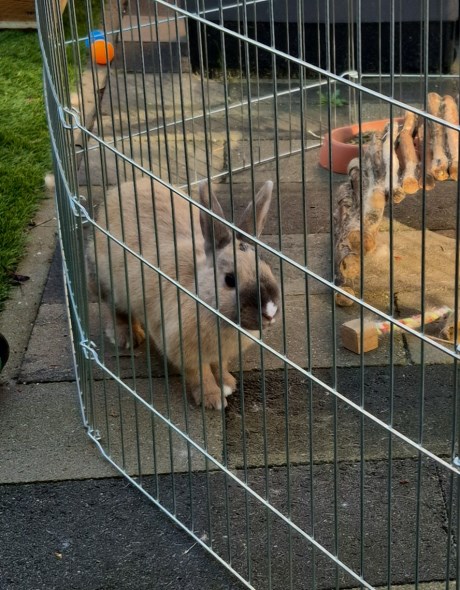 Knaagdier / Haasachtige Konijn