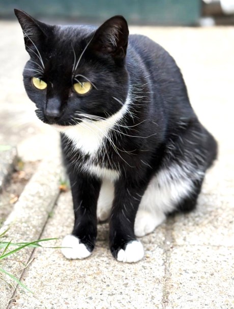 Kat Europese korthaar of huiskat