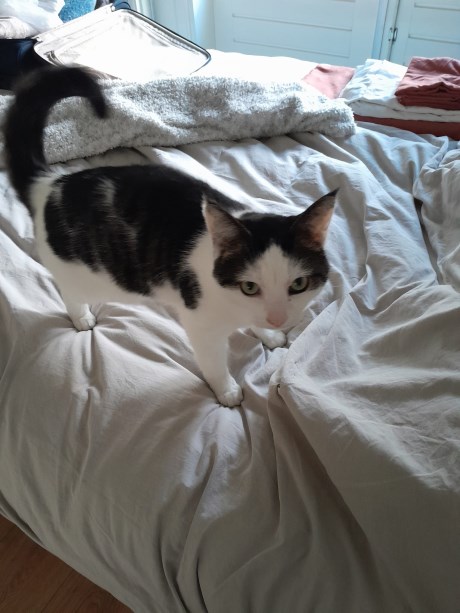 Kat Europese korthaar of huiskat