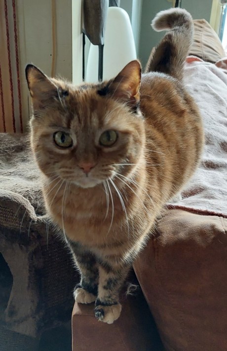 Kat Europese korthaar of huiskat