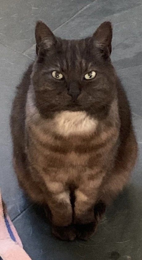 Kat Europese korthaar of huiskat