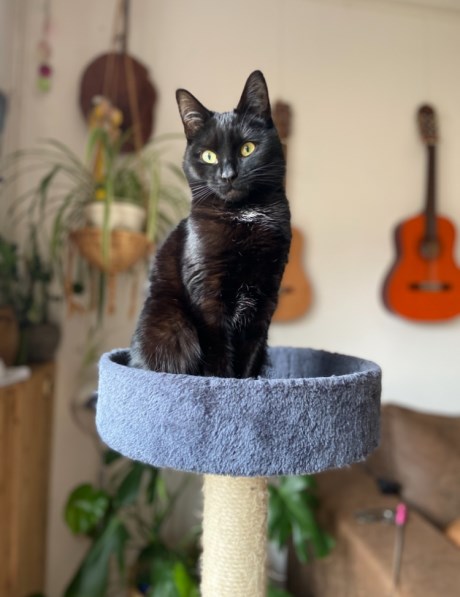 Kat Europese korthaar of huiskat