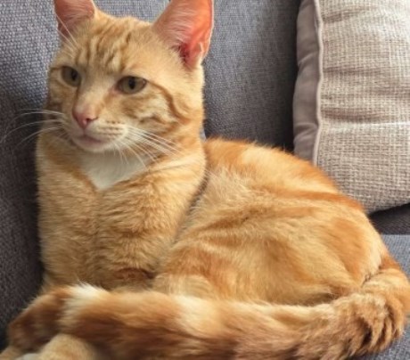 Kat Europese korthaar of huiskat