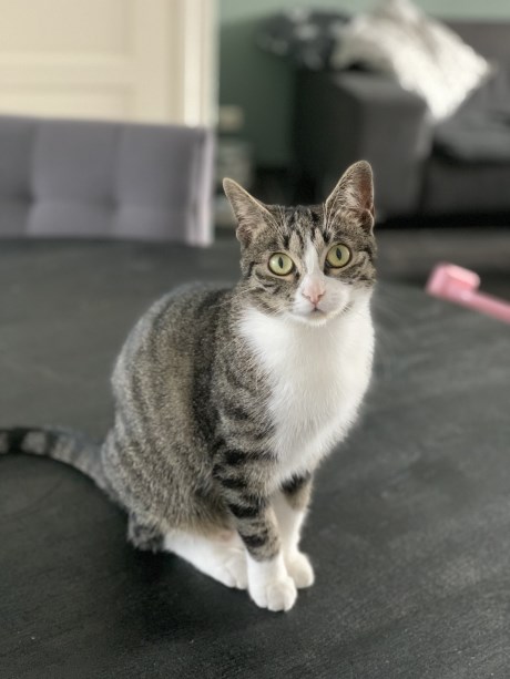 Kat Europese korthaar of huiskat