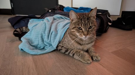 Kat Europese korthaar of huiskat