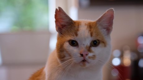 Kat Europese korthaar of huiskat