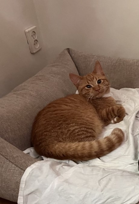 Kat Europese korthaar of huiskat