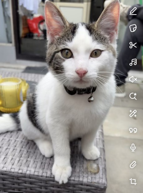 Kat Europese korthaar of huiskat