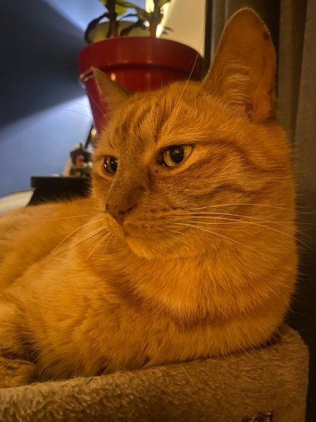 Kat Europese korthaar of huiskat