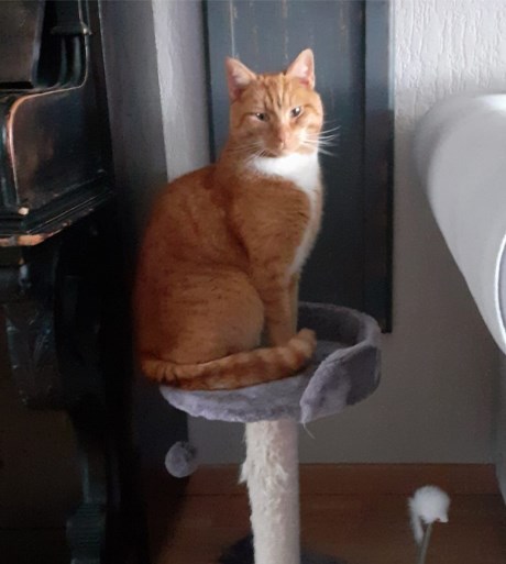 Kat Europese korthaar of huiskat