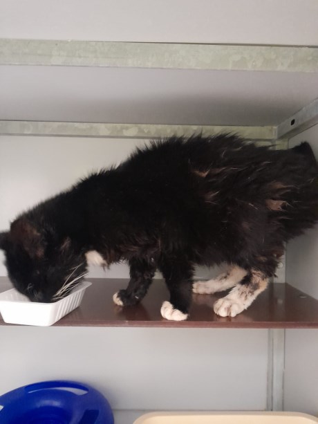 Kat Europese korthaar of huiskat