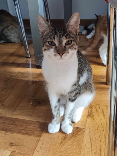 Kat Europese korthaar of huiskat