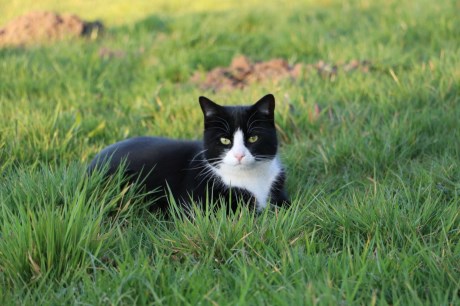 Kat Europese korthaar of huiskat