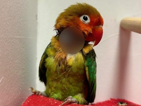 Vogel (Dwerg-)papegaai