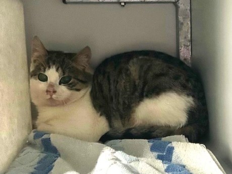 Kat Europese korthaar of huiskat