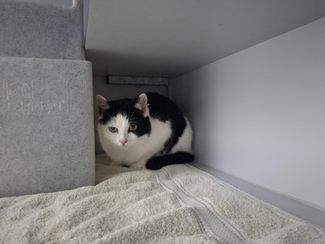 Kat Europese korthaar of huiskat