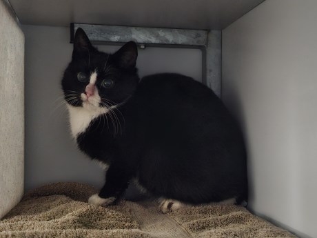 Kat Europese korthaar of huiskat