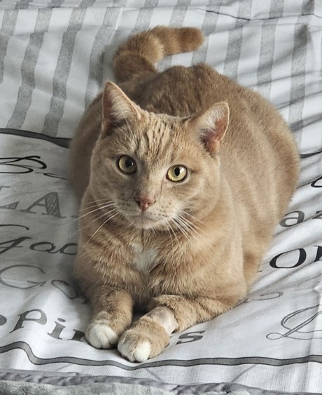 Kat Europese korthaar of huiskat