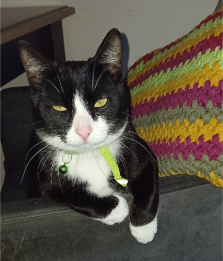 Kat Europese korthaar of huiskat