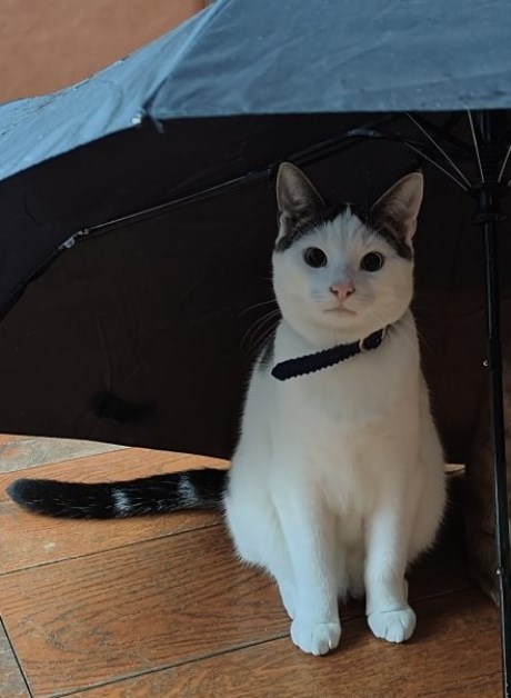 Kat Europese korthaar of huiskat