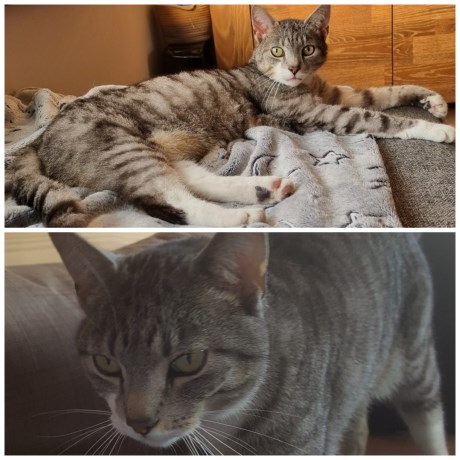 Kat Europese korthaar of huiskat