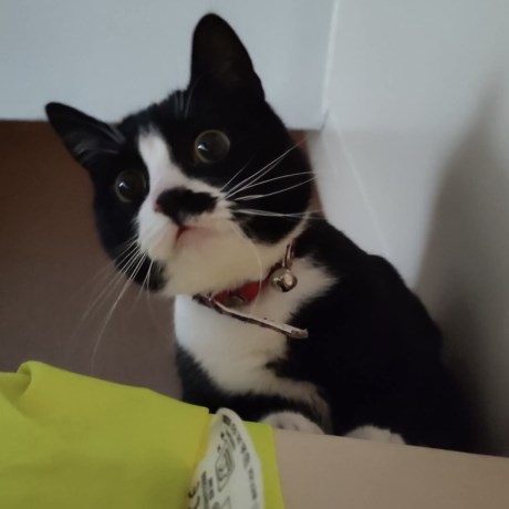 Kat Europese korthaar of huiskat