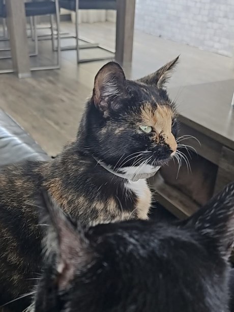 Kat Europese korthaar of huiskat