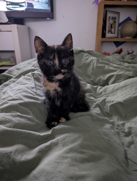 Kat Europese korthaar of huiskat