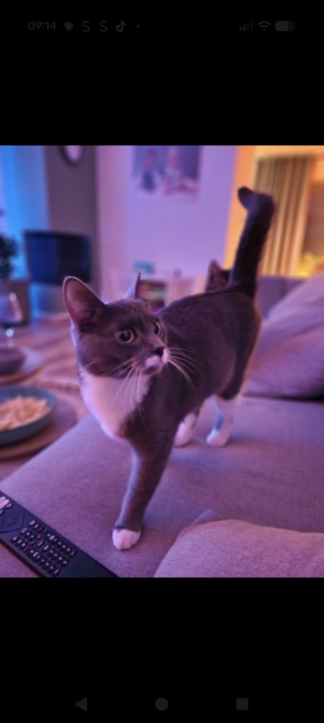 Kat Europese korthaar of huiskat